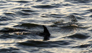 dolphins in east hampton the hamptons northwest harbor