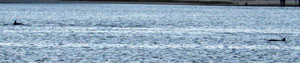 dolphins in east hampton the hamptons northwest harbor